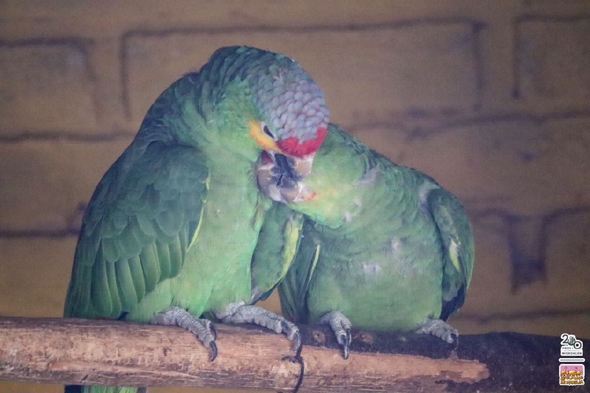 eclipse solar engará a los residentes del Zoológico de Morelia