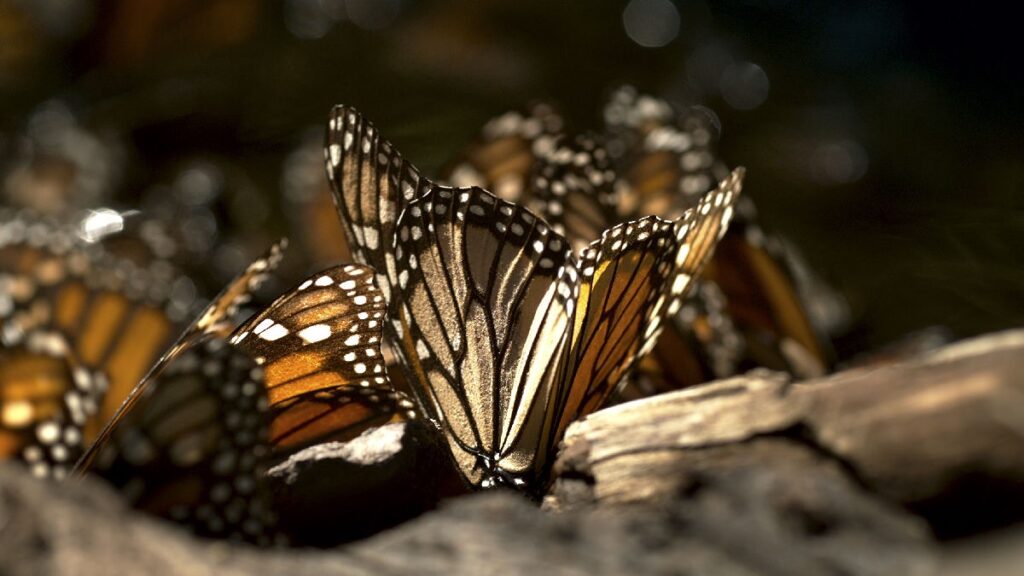 El Guardían de las mariposas Monarcas solo en Netflix