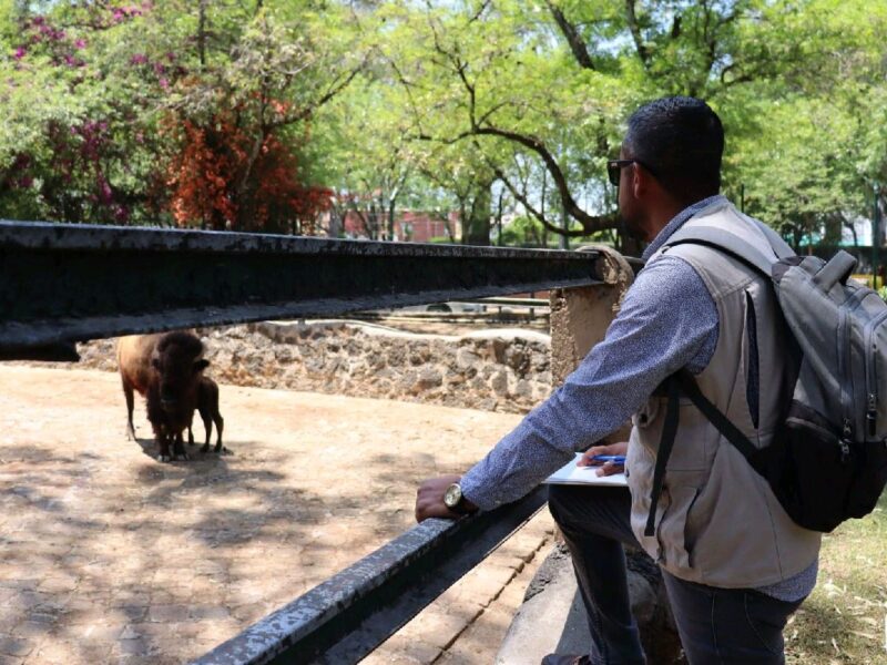 Evalúan daños en Zoológico de Morelia tras desbordamiento