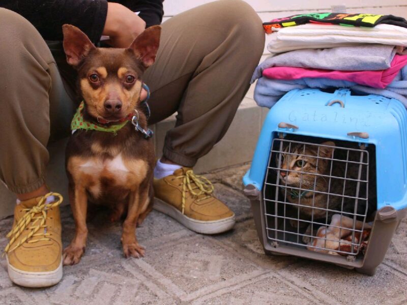 Un hogar para cada mascota: feria de adopción en Ceconexpo