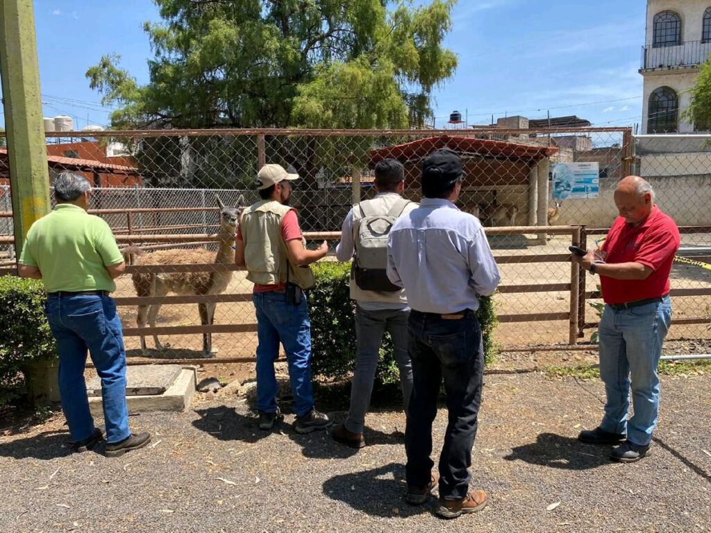 Guanacos también presentan mala salud tras lodo de OOAPAS