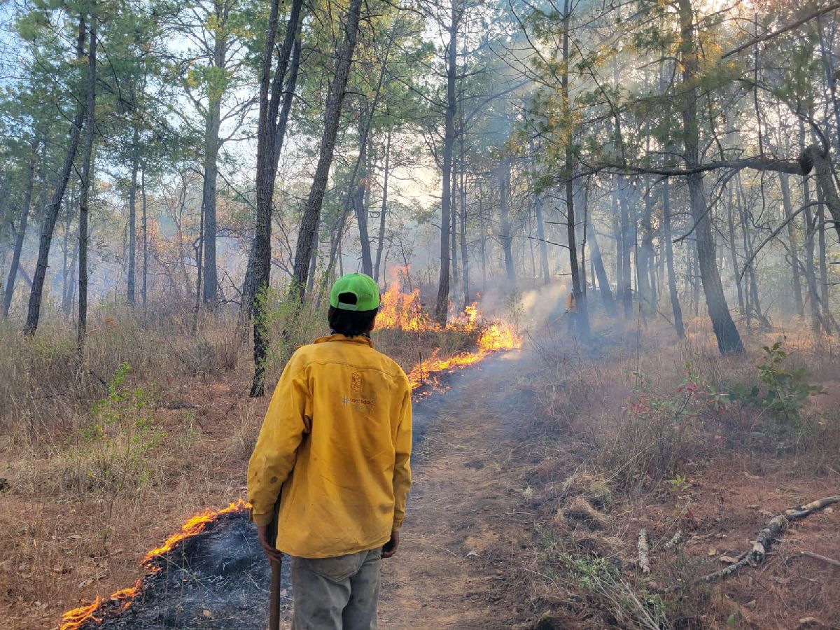 Bajo control, incendio forestal en la Reserva de la Mariposa Monarca