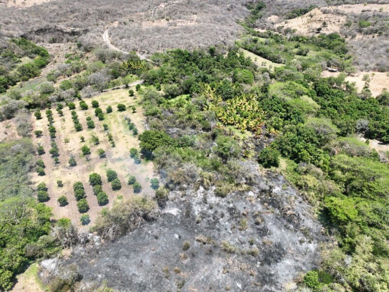 incendios forestales michoacán chinicuila 1