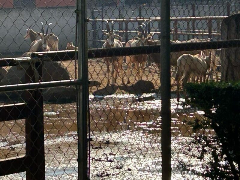 inundación zoo de morelia 1