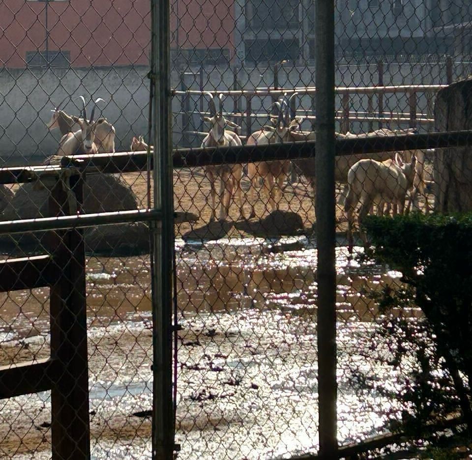 inundación zoo de morelia 1