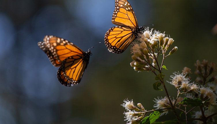 municipios biósfera mariposa monarca michoacán 1