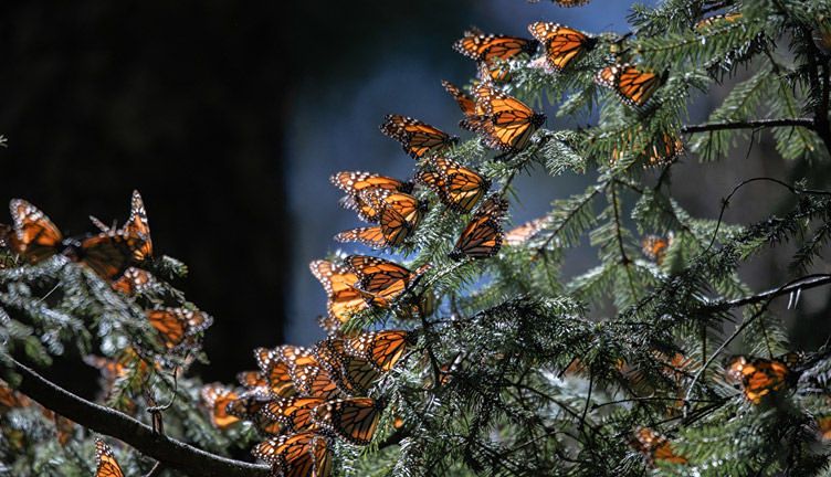 municipios biósfera mariposa monarca michoacán 2