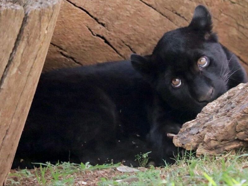 OOPAS señala que jaguar fallecido en el Zoológico tenía meses enfermo