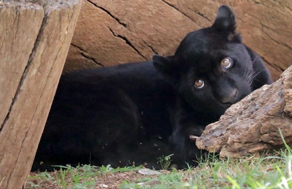 OOPAS señala que jaguar fallecido en el Zoológico tenía meses enfermo