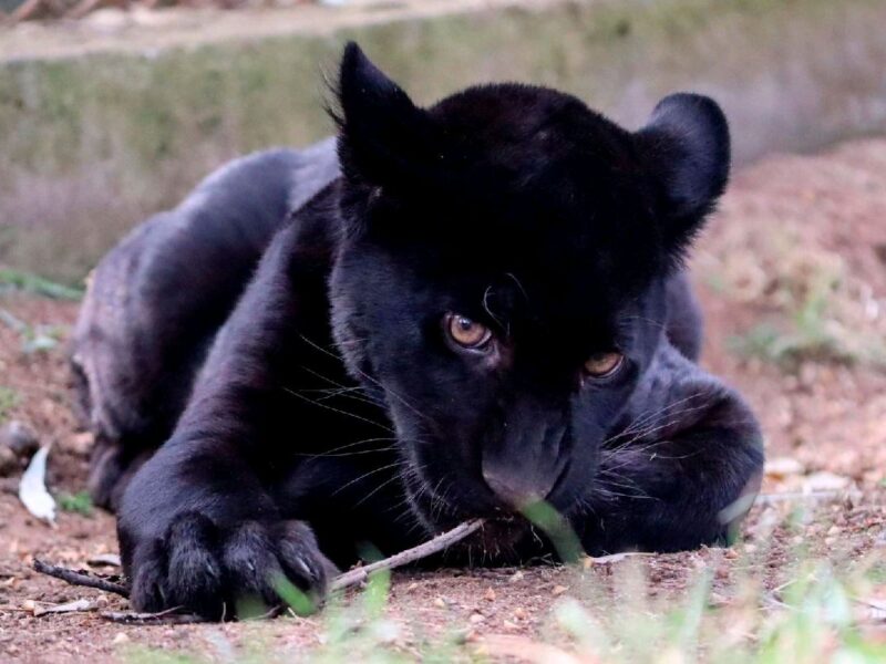 Tragedia en Morelia: Fallece jaguar melánico por inundación en Zoológico
