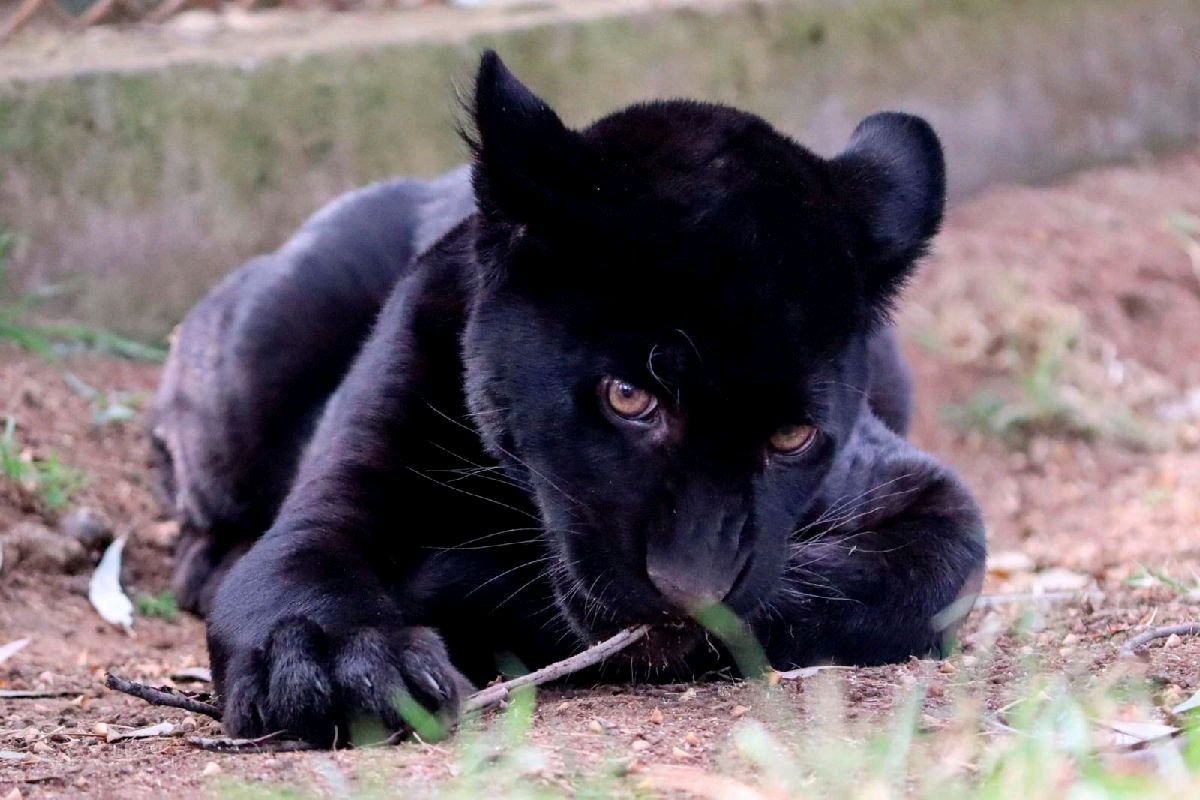 Reporta Zoológico de Morelia muerte de jaguar melánico