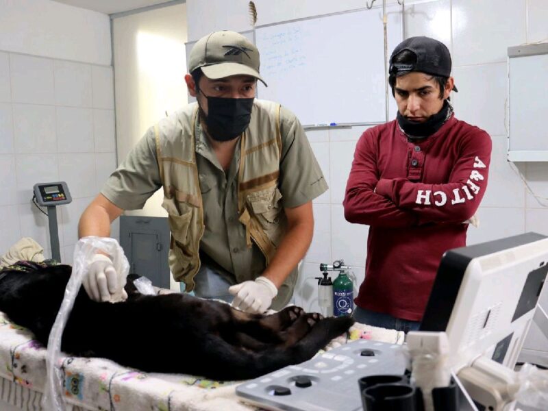 Zoológico reporta salud grave de jaguar y guanacos