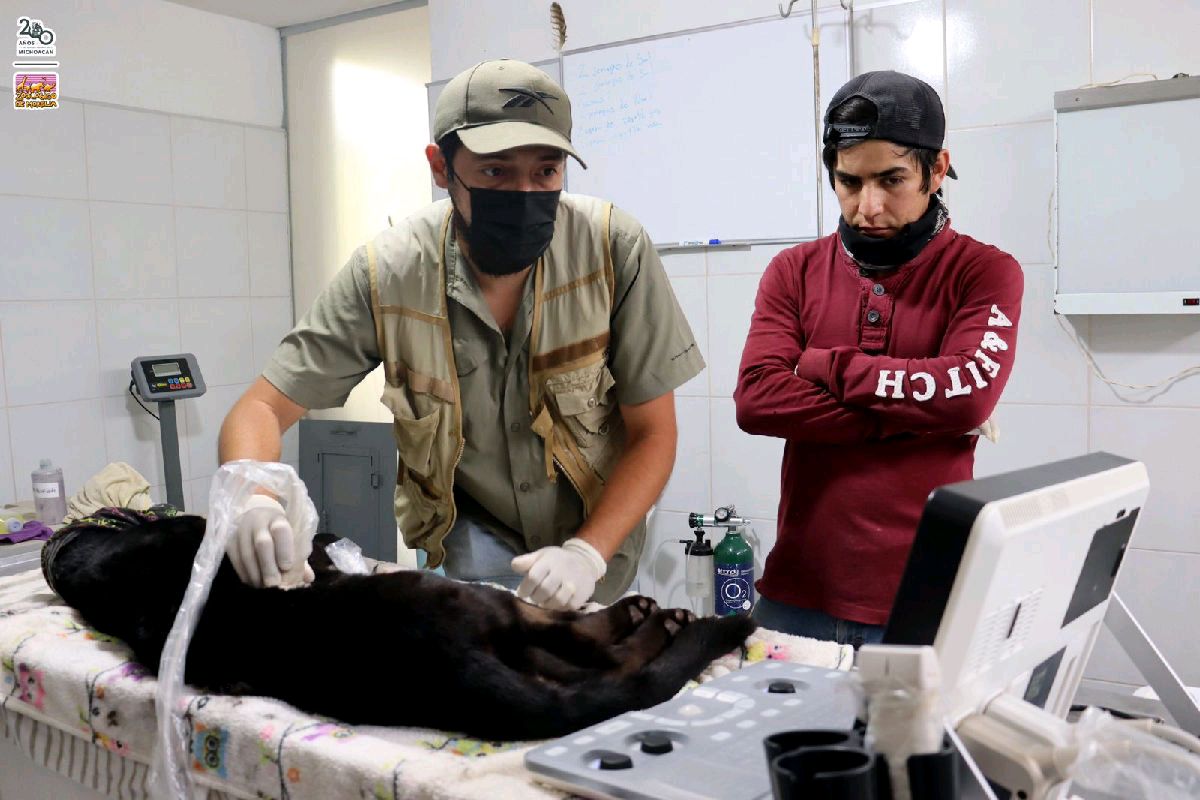 Reportan grave salud a jaguar rescatada en Zoológico de Morelia por lodo de OOAPAS