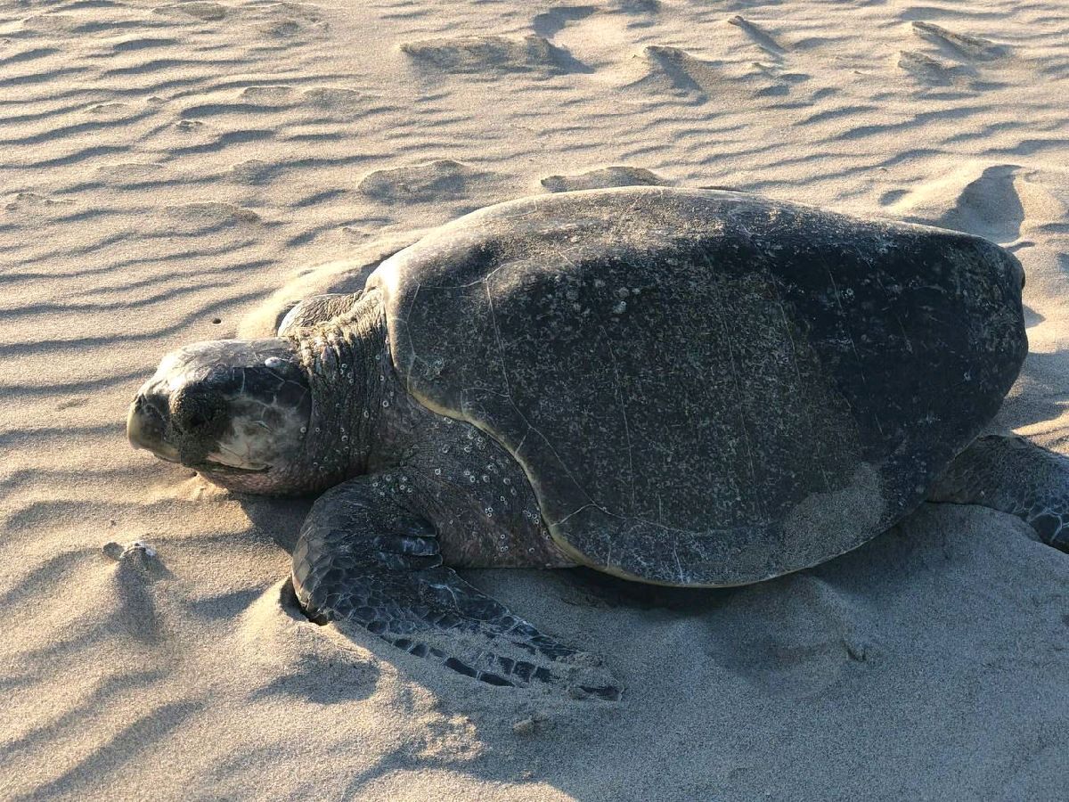 Separan a dos elementos de PC por presunto robo de huevos de tortuga