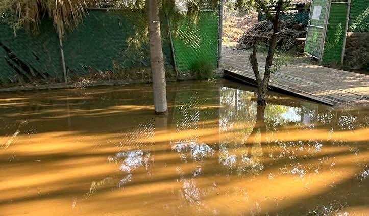 tras incidente en Zoológico de Morelia OOAPAS niega inspección a CEAC