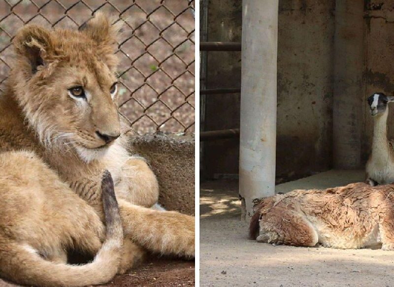 Zoo de Morelia animales reciben cuidados