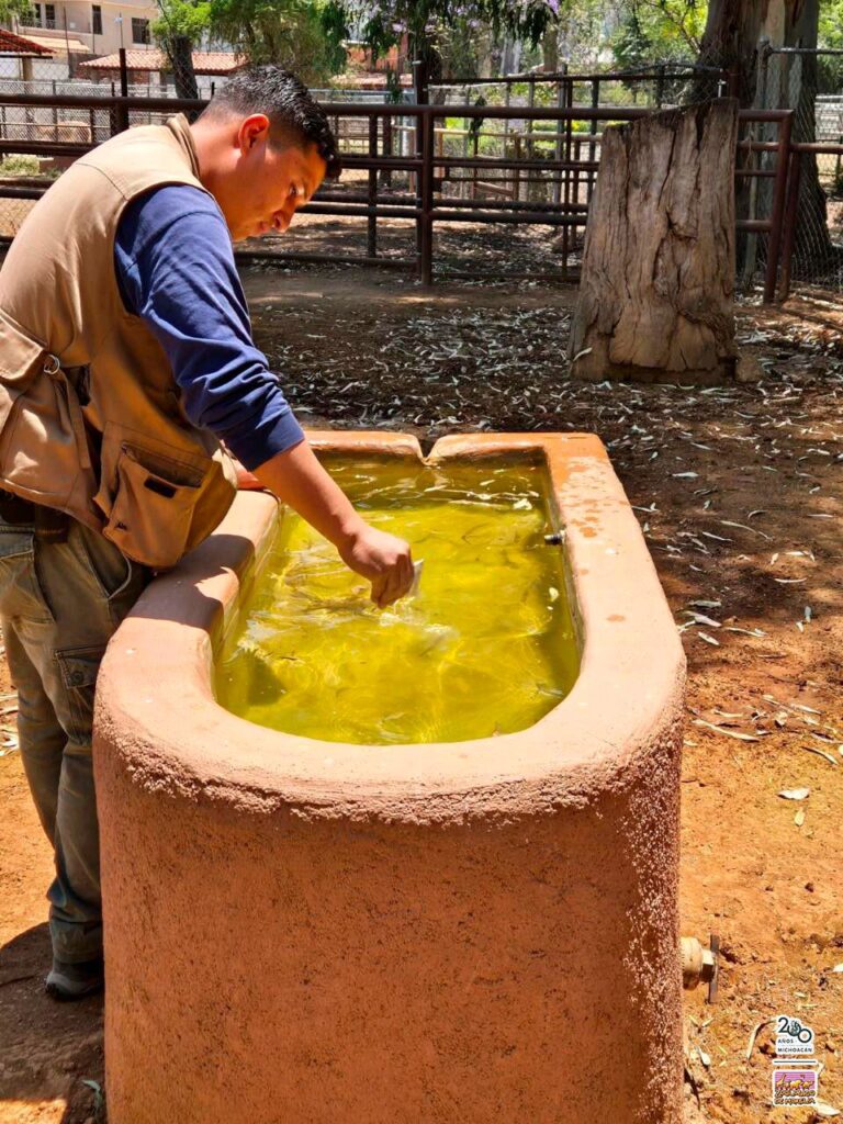 Zoo de Morelia animales reciben cuidados- veterinario