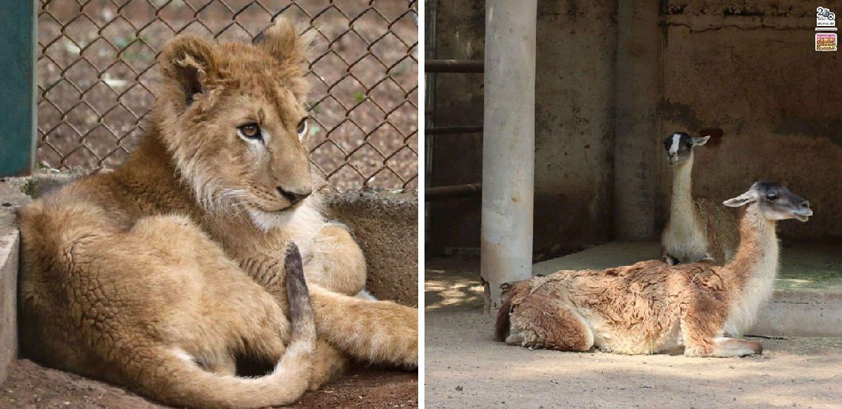 Zoo de Morelia animales reciben cuidados