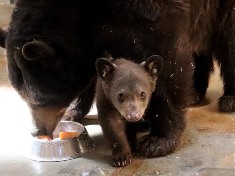 Nace tierna cría de oso negro en el Zoológico de Morelia