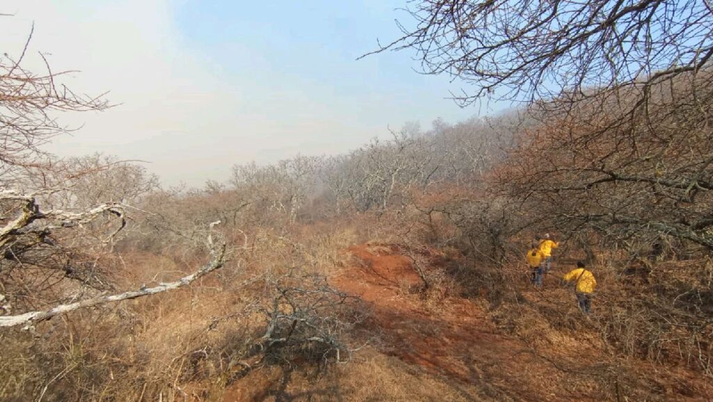 contienen incendio forestal en Morelia - coordinación