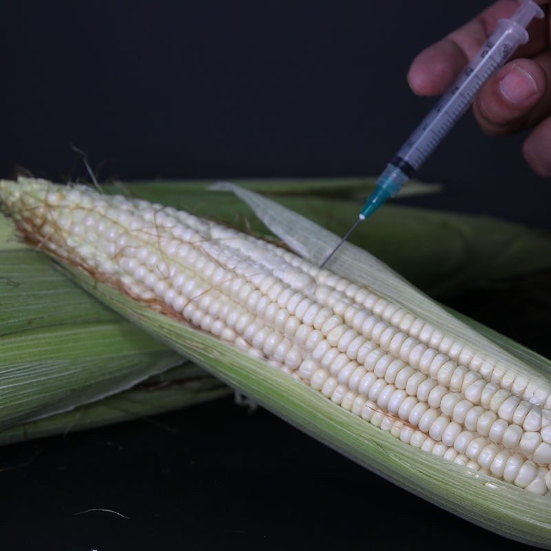 Debate sobre el maíz transgénico en México: Posibles repercusiones legales