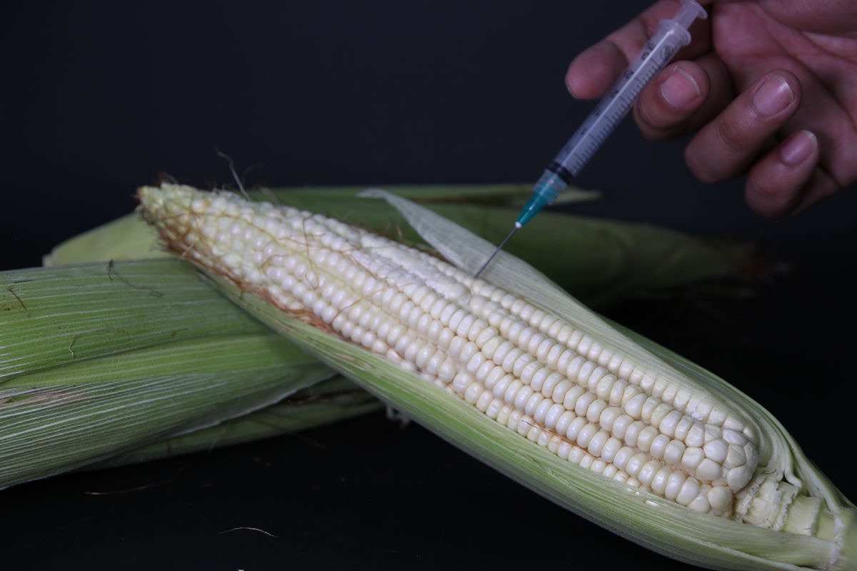 debate se desata ante maíz transgénico en México