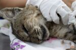 Zoológico de Morelia cuida de Lince Rojo rescatado