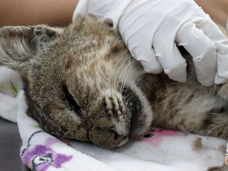 Zoológico de Morelia Cuida de Lince Rojo Rescatado