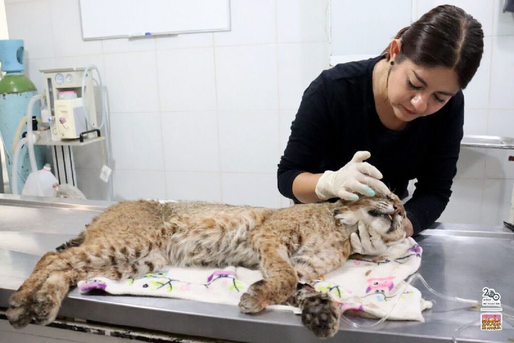 Lince rojo en Zoo de Morelia - revisión