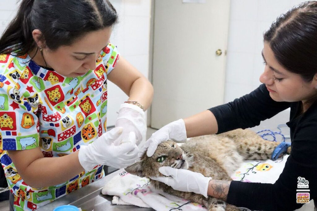 Lince rojo en Zoo de Morelia - veterinarias