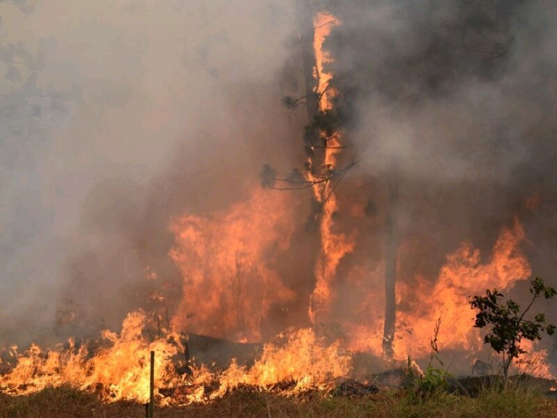 Las llamas consumen Michoacán; más de 25 mil hectáreas afectadas por incendios forestales