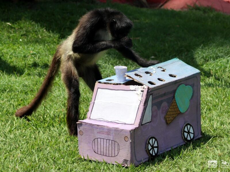 Zoo de Morelia mitiga el calor de monos araña con helados