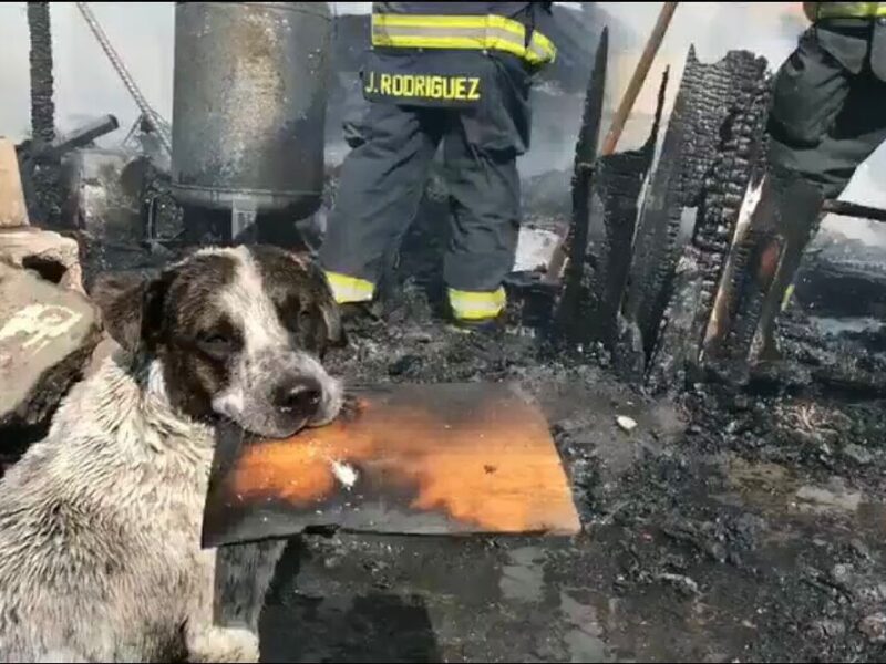 VIDEO: Perrito lloró por su hogar incendiado en Tlaquepaque