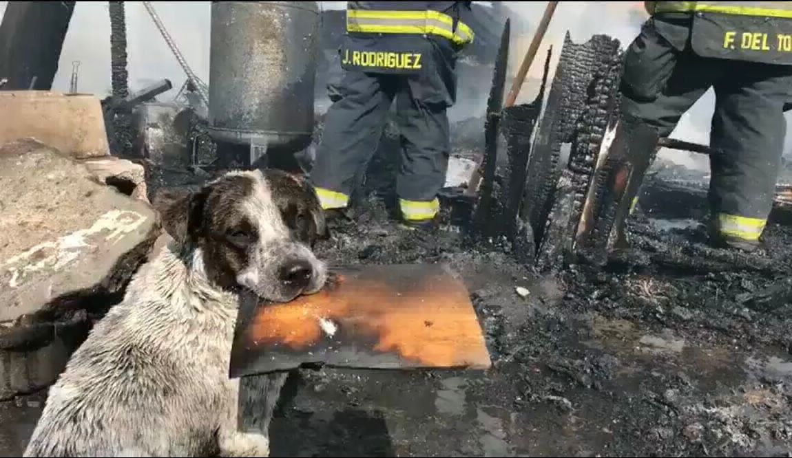 perrito llora casa incendiada tlaquepaque