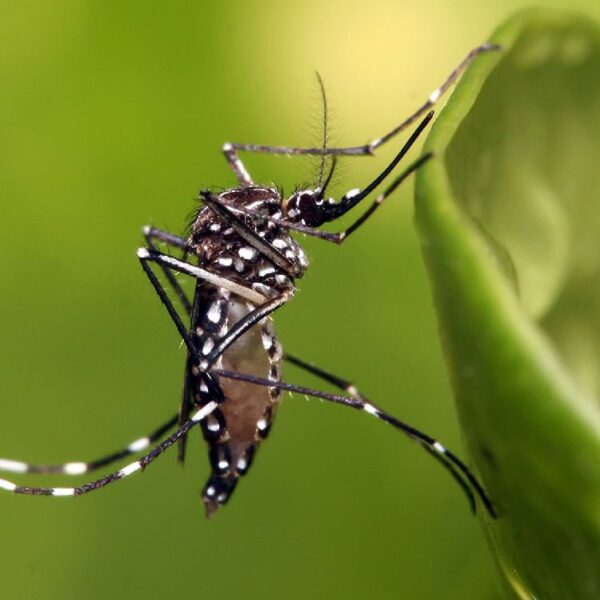 Cómo prevenir el dengue fácilmente con un plan doméstico