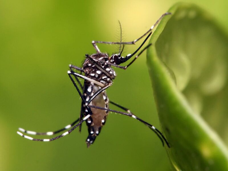 presentan estrategia contra el dengue en Michoacán