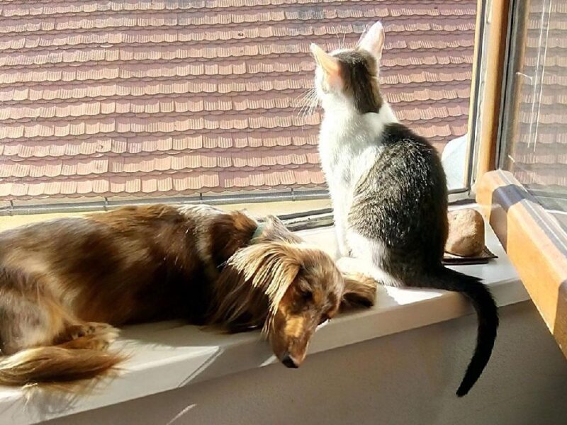prevenir golpes de calor en mascotas