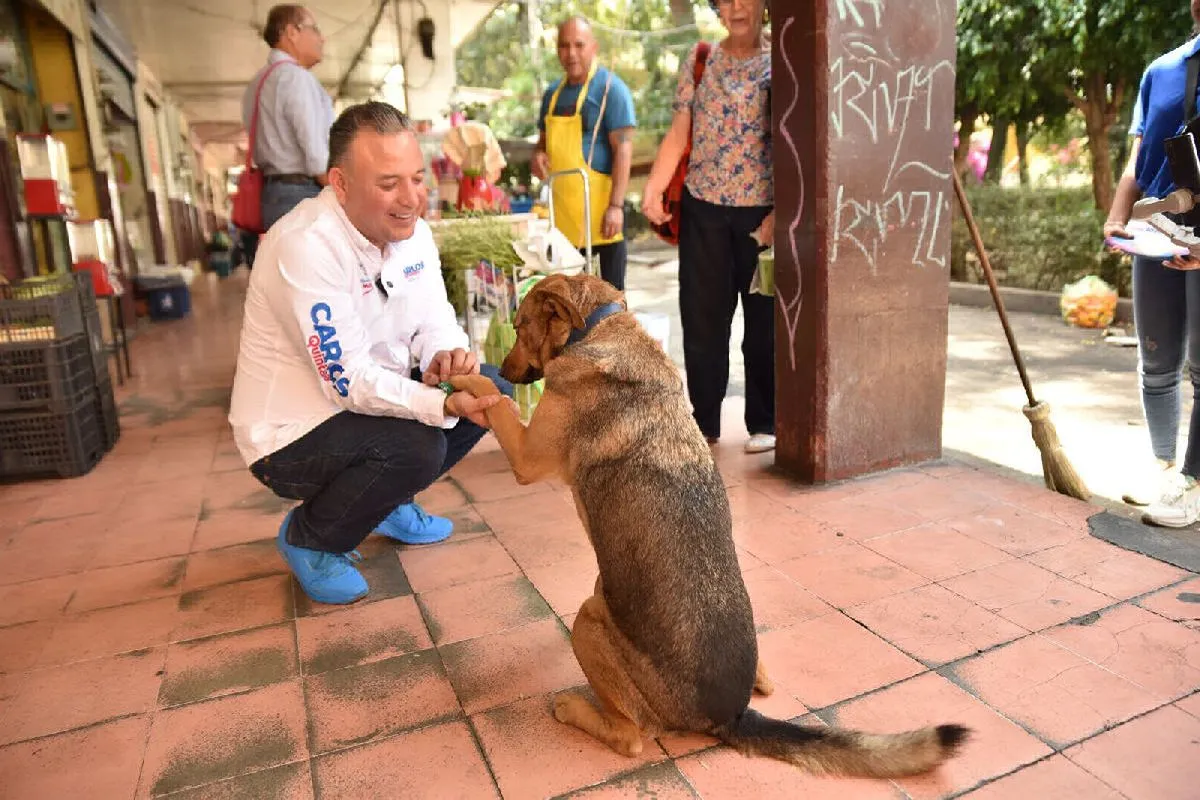 protección animal carlos quintana 1