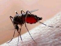 Más de 750 casos de dengue se reportan en Michoacán; una defunción