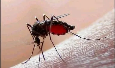 Reportan más de 750 casos de dengue en Michoacán