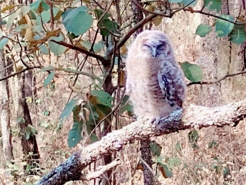 Brigadistas rescatan un búho cornudo y una gallinita de monte en incendios forestales