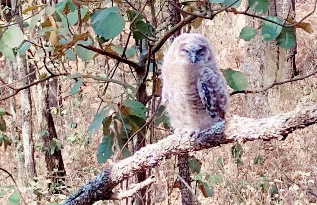 rescate de fauna silvestre incendio forestal