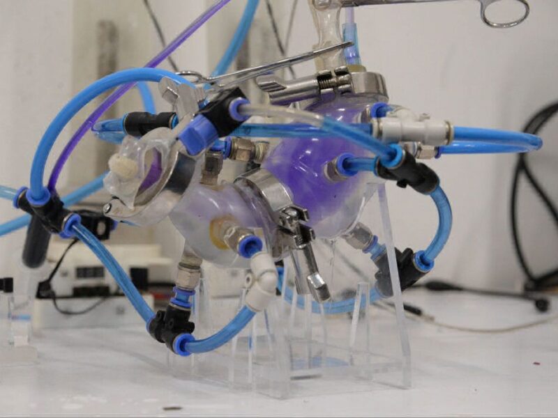 UNAM logra crear un estómago artificial para estudios digestivos