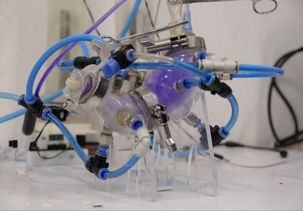 UNAM logra crear un estómago artificial para estudios digestivos