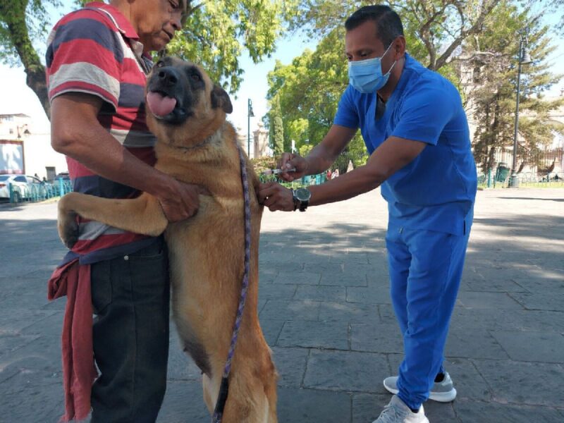 vacunación antirrábica gratuita en morelia