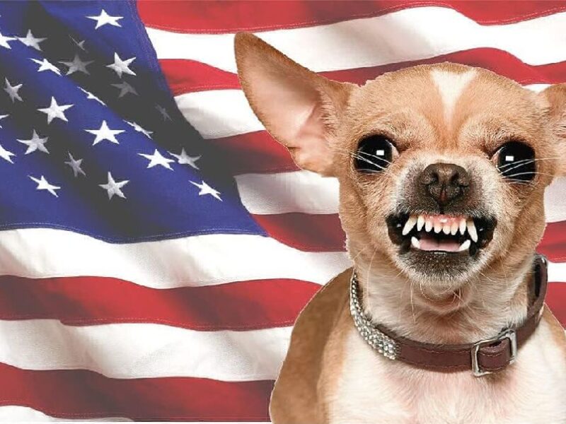 Ajusta Estados Unidos requisitos para viajar con perros y otras mascotas