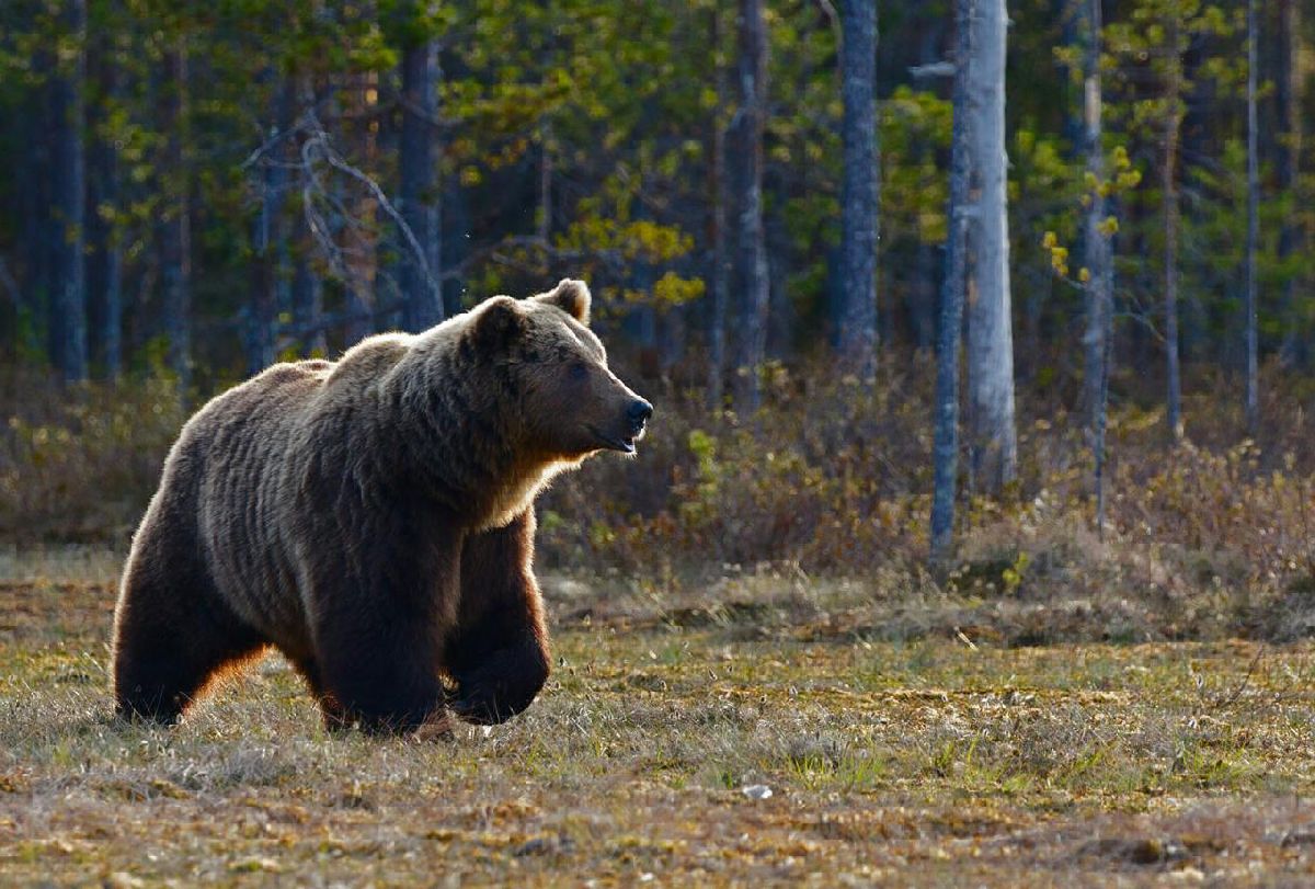 alerta avistamiento oso en zirimbo