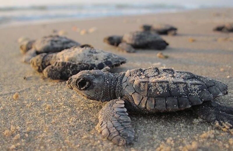 Arriban a playas de Michoacán las tortugas marinas