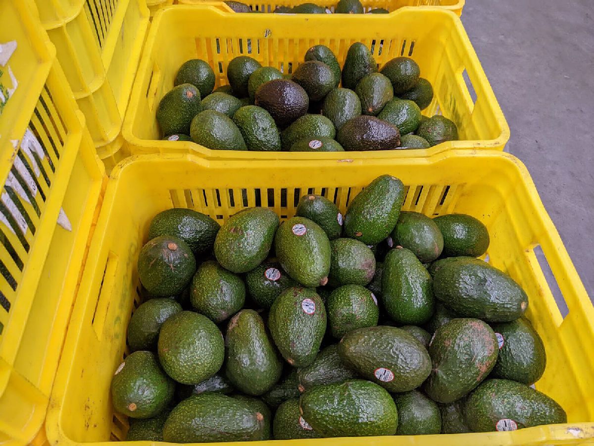da EUA suspensión a inspecciones de aguactes de Michoacán