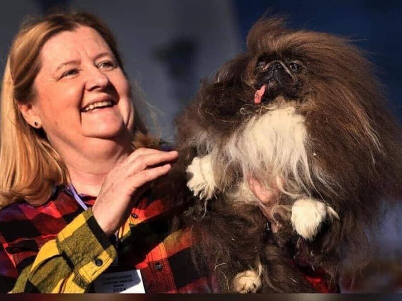 El perro más feo del mundo